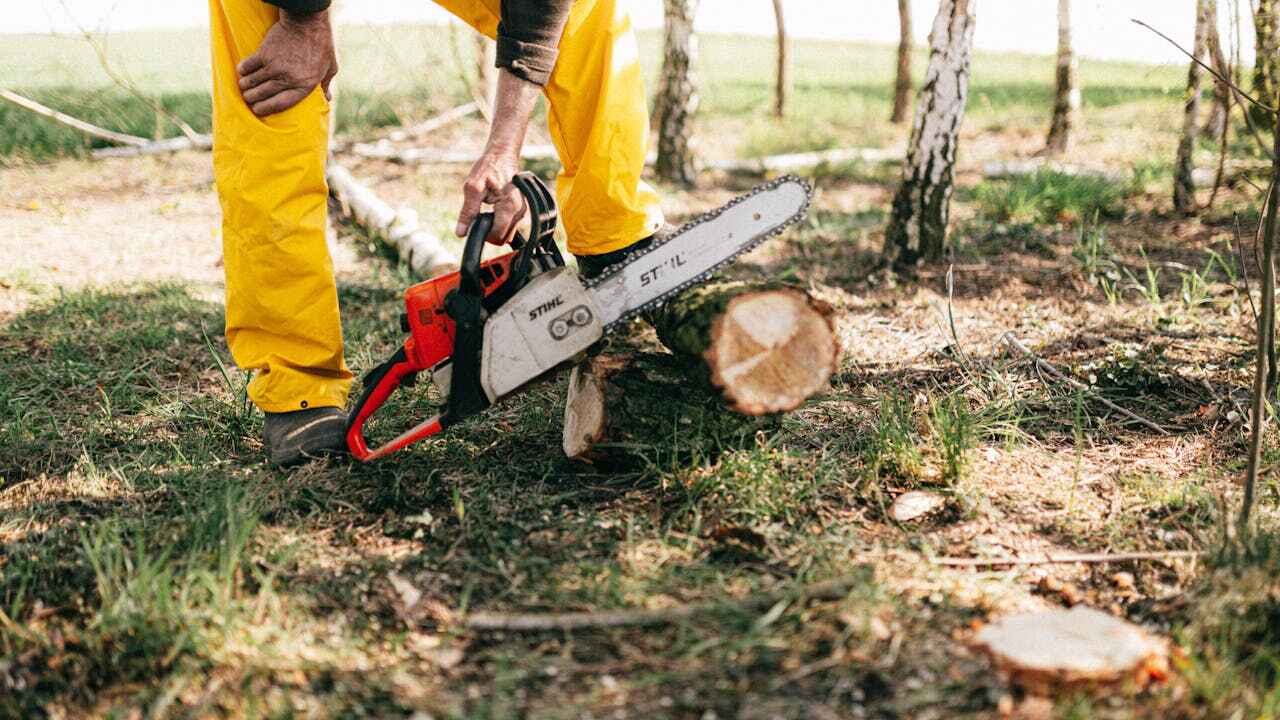 Best Tree Branch Trimming  in USA